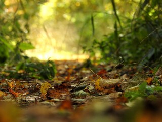 Beautiful landscape of autumn leaves in nature close up