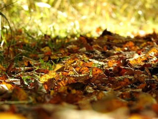 Beautiful landscape of autumn leaves in nature close up