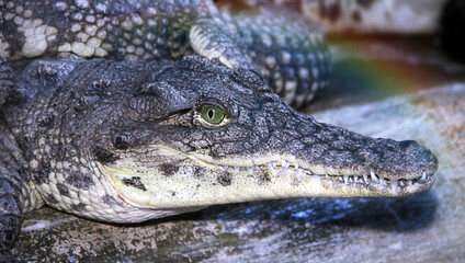 crocodile in the zoo