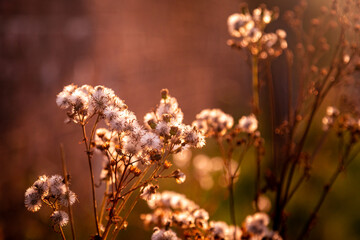 Dandelion Seeds Illuminated with an evening Sunny Glow