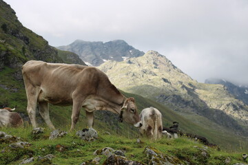 Fototapeta na wymiar Cows grazing on an Alm in the Austrian alps