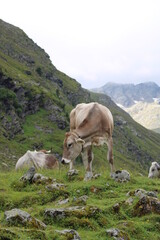 Naklejka na ściany i meble Cows grazing on an Alm in the Austrian alps
