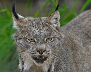 An American Lynx shows its teeth