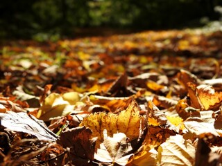 Beautiful landscape of autumn leaves in nature close up