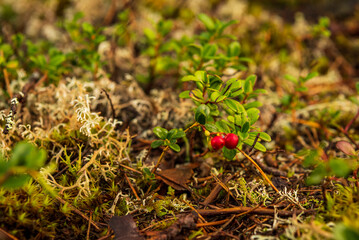 two red cranberries, green leaves and moss