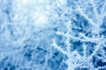 Winter background, close up blue frosted branch selective focus. Frosty morning texture