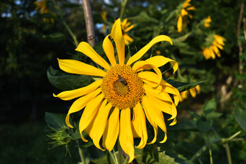 sunflower in the garden