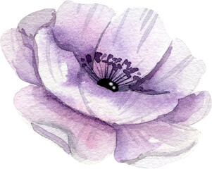 Watercolor purple flower hand painted illustration