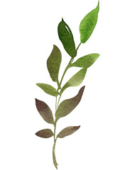 Watercolor twig, stem, leaves, hand painted clip art. Watercolor greenery, foliage