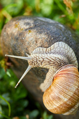  snail crawling on the stone