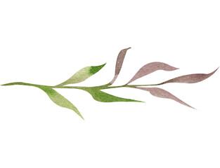 Watercolor twig, stem, leaves, hand painted clip art. Watercolor greenery, foliage
