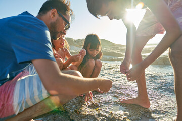 Family exploring tide pool on sunny beach