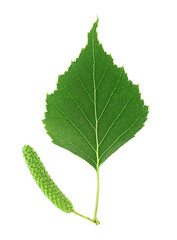 Fototapeta premium Green birch bud and leaf isolated on a white background. Young birch branch.