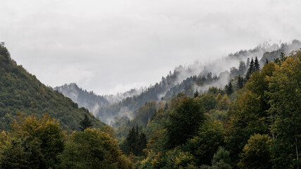 Fototapeta na wymiar Autumn landscape, foggy forest