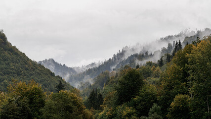 Autumn landscape, foggy forest