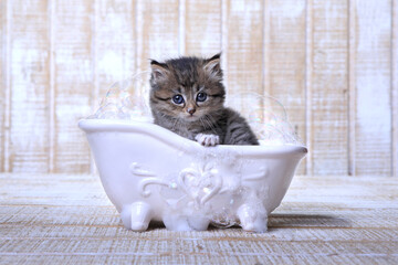 KittenNot Happy About Taking a Bubble Bath - 381980781