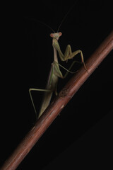 Green Praying Mantis on Black Background