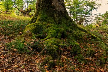 Fairytale forest by day, trees with moss and dry leaves on the ground