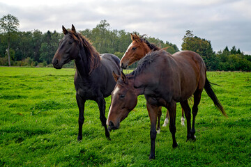Horses in a Cotswold field