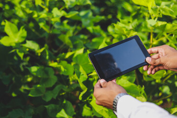 Close up of agronomist hands holding and working on tablet at field