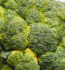 healthy green vegetable broccoli on the white background