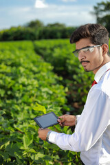 young handsome agronomist inspecting cotton field with tablet