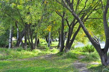 trees in the park