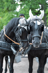 Two black horses for city sightseeing tour in Saint petersburg park with silver horns in summer