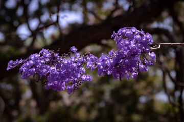 Blue Jacaranda (Jacaranda mimosifolia) branch with indigo flowers. against blurred forest...