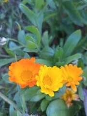 orange and flower