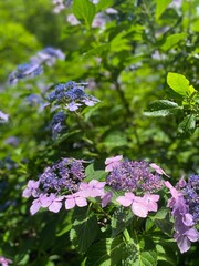 lilac flowers in the garden