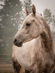 gray horse