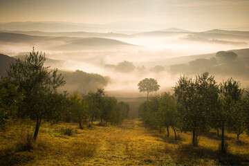 Fototapeta na wymiar sunrise in the valley with olive trees, hills covered by fog and mountains in background, perfect autumn morning light, tuscany, italy