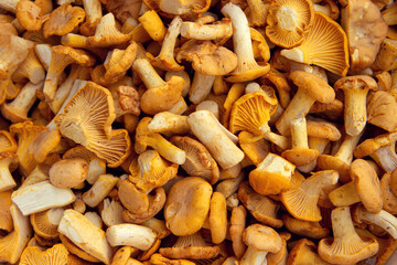 Fresh chanterelle mushrooms close up background, flat lay