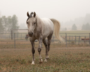 Gray gelding horse