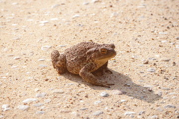 Obraz premium Toad aga. Giant neotropical toad. Rhinella marina. amphibians sitting on road