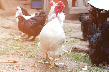A group of white laying hen chickens and rooster with large red combs in a chicken coop on a farm