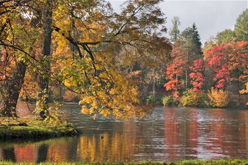 Fototapeta premium Autumn park in September in Russia, lake with red leaves and reflection, background. Beautiful autumn landscape in the park, seasons. Travel through beautiful, Russian, autumn forests.
