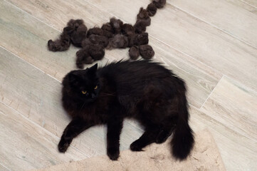 Obraz premium Black cat and his wool lying on the floor. Grooming pets at home. Removal of excess hairs in summer to improve the well-being of the animal and heat transfer.
