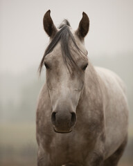Gray Arabian horse