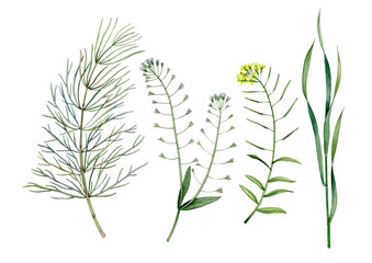 Watercolor hand drawn herbage. Can be used as print, postcard, invitation, greeting card, book or magazine illustration, stickers, label, tatoo, fabric.