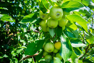 green apples on a tree