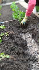 Female hands in gloves plant tomato seedlings in open soil in vegetable garden, green farm concept, selective focus