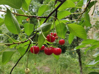 Ripe red cherry on a branch with green leaves