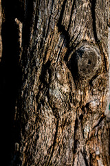 an old , cracked log of dark color with a knot