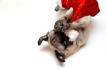 christmas pug dog with hat santa claus on white background with copy space