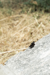Butterfly on a concrete slab against a background of grass.