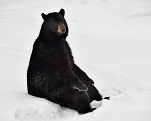 A Black Bear takes a break to sit down in the snow - Canada