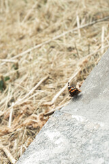 Butterfly on a concrete slab against a background of grass.