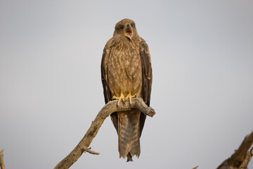 Black Kite, Kgalagadi Transfrontier Park, South Africa